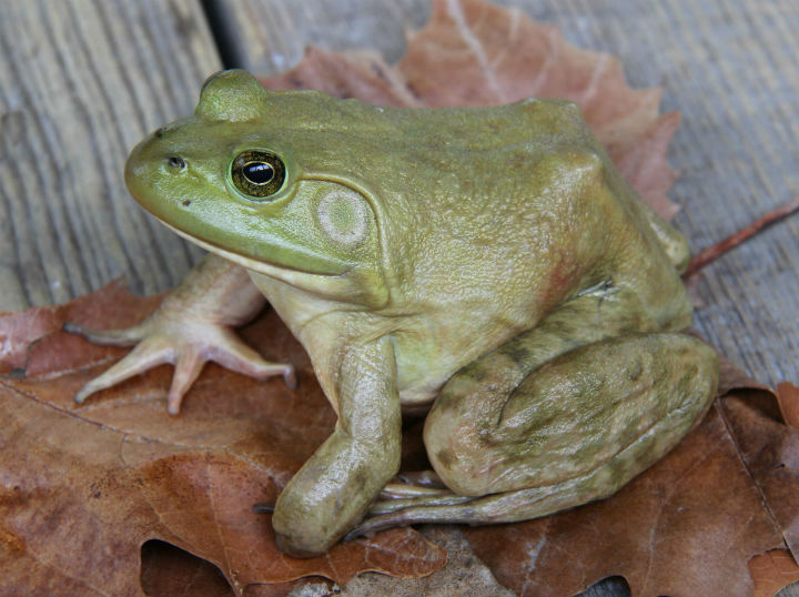 Wood Frog